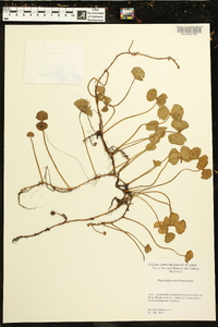 Regnellidium diphyllum image