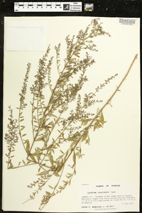 Lythrum curtissii image