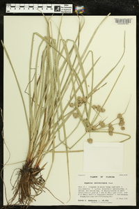 Cyperus entrerianus image