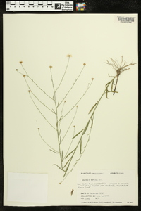 Boltonia diffusa image