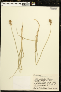 Carex normalis image