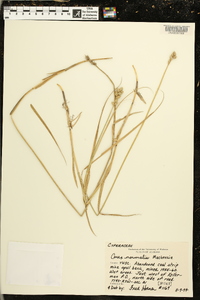 Carex normalis image