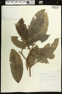 Croton tessmannii image