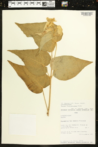 Croton flavispicatus image