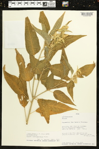 Croton flavispicatus image