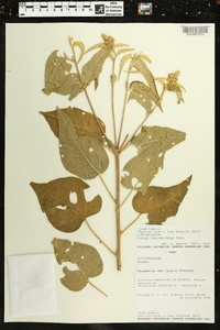 Croton flavispicatus image