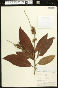 Croton cuneatus image