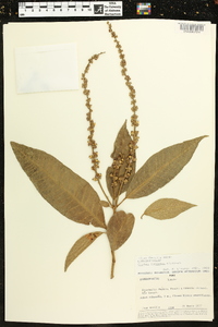 Croton cuneatus image