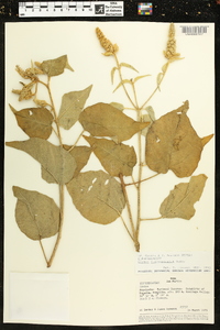 Croton flavispicatus image