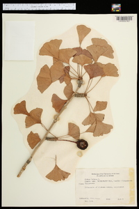 Ginkgo biloba image