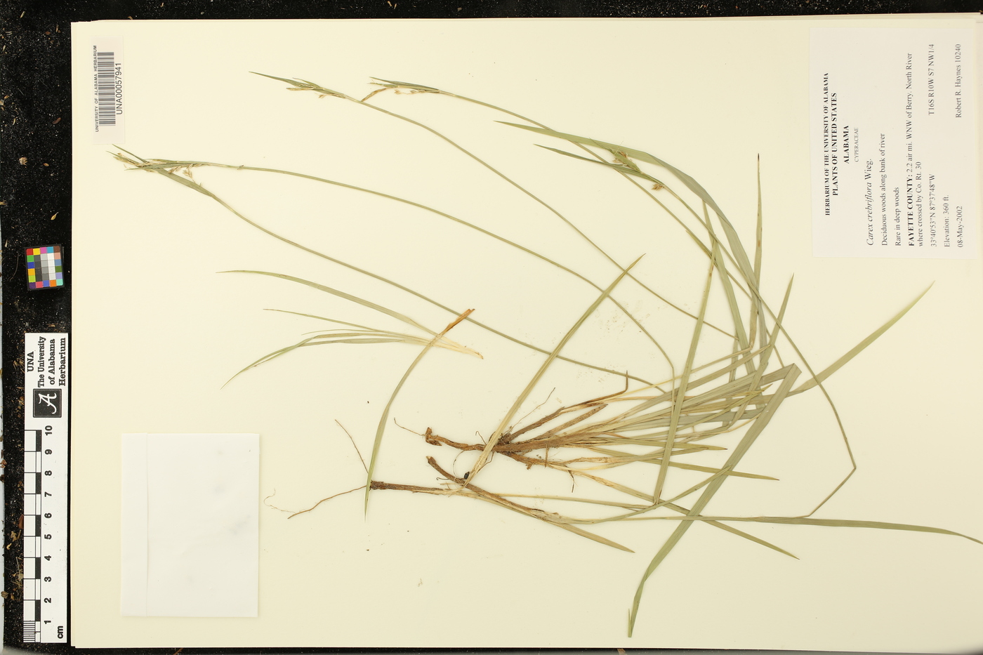 Carex crebriflora image