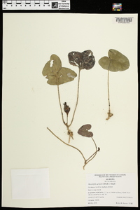 Hexastylis arifolia image