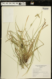 Carex cherokeensis image