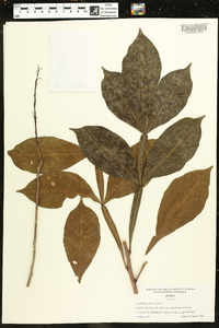 Erythrina fusca image