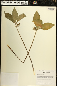 Trillium catesbaei image