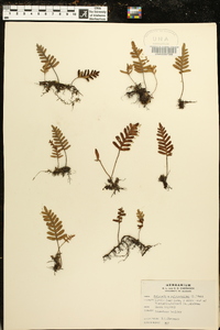 Polypodium polypodioides image