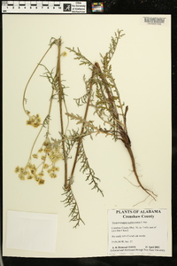 Hymenopappus scabiosaeus image