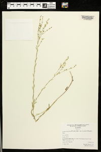 Linum medium var. texanum image