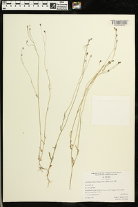 Wahlenbergia marginata image