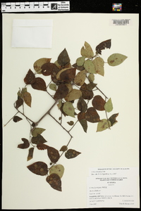 Celtis tenuifolia image