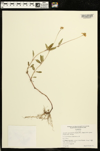 Acmella oppositifolia var. repens image