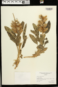 Lupinus villosus image