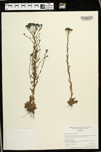 Polygala ramosa image