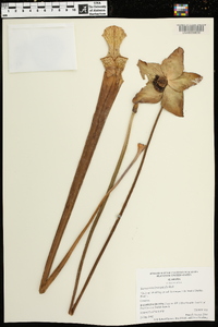 Sarracenia leucophylla image