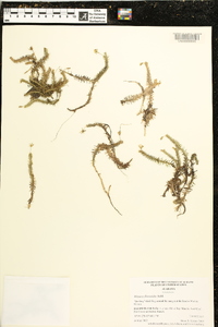 Mayaca fluviatilis image