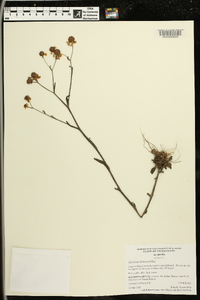 Helenium flexuosum image