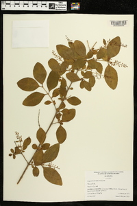 Ligustrum sinense image