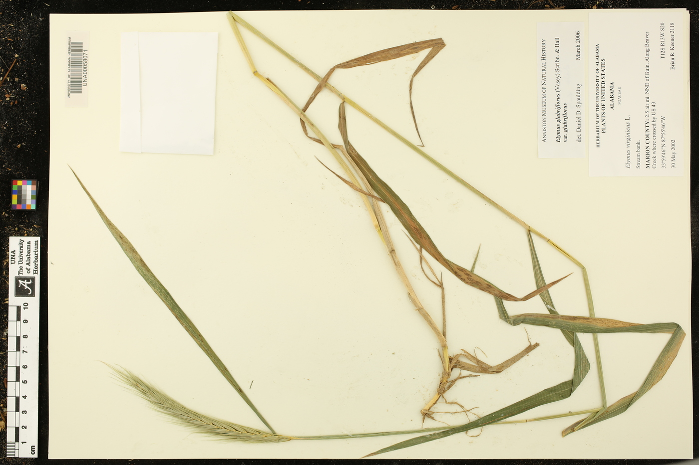 Elymus glabriflorus image