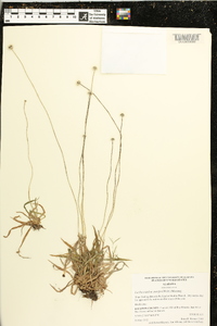 Lachnocaulon anceps image