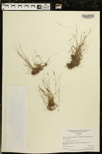 Rhynchospora pusilla image