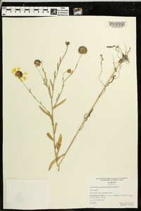 Gaillardia aestivalis image