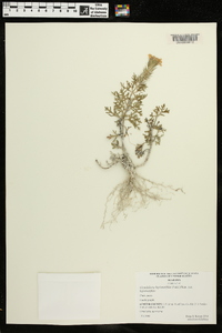 Glandularia bipinnatifida var. bipinnatifida image