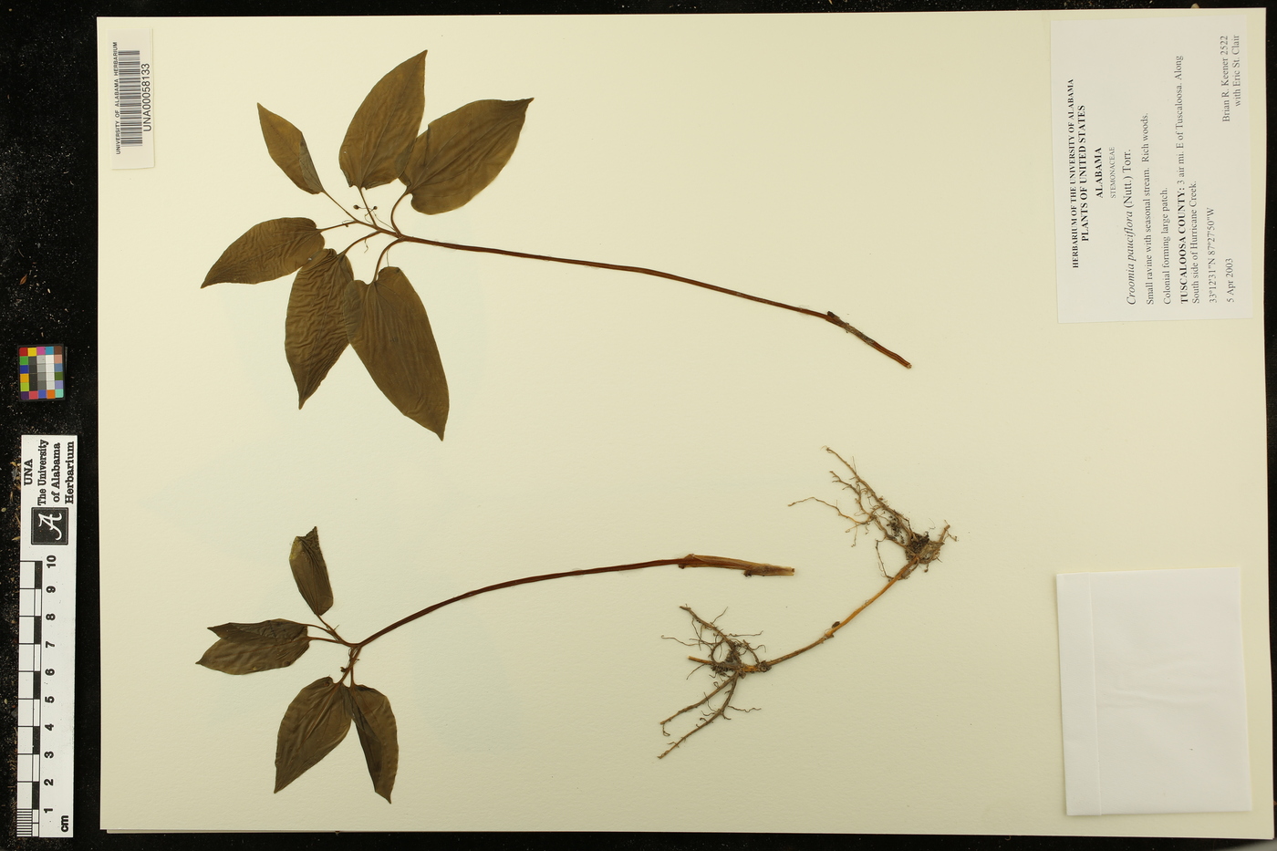 Croomia image