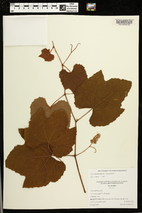 Vitis aestivalis var. aestivalis image