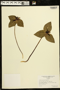 Trillium stamineum image