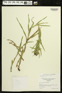 Liatris squarrosa var. squarrosa image