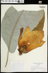 Magnolia macrophylla image