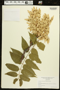 Ailanthus altissima image