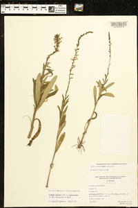 Lobelia spicata var. leptostachys image