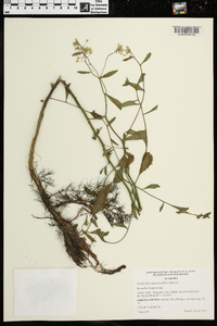 Neobeckia aquatica image