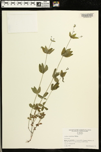 Galium latifolium image