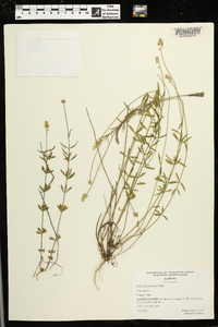 Polygala boykinii image