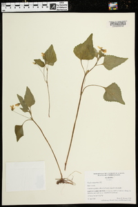 Viola tenuipes image