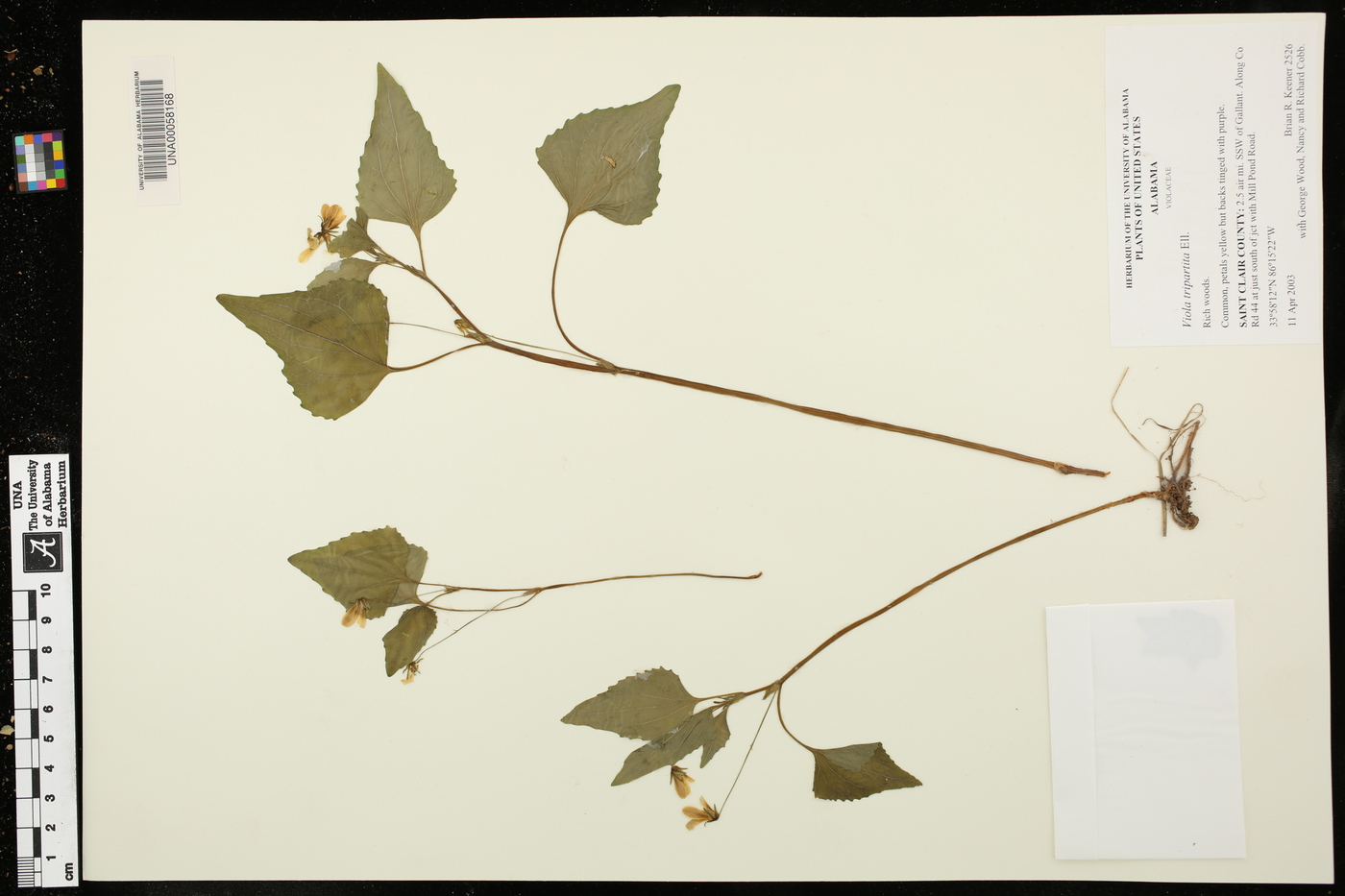 Viola tenuipes image
