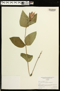 Spigelia marilandica image