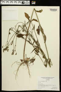 Verbena brasiliensis image